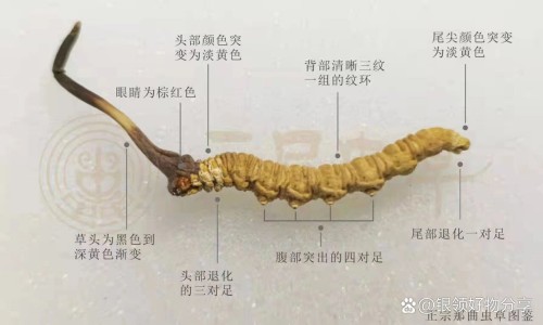 辛辣食物清单-辛辣食物的辛代表什?N网 - 辛辣食物表,辛辣食物表